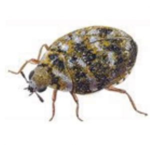 Ninja Pest Management What Are Carpet Beetles And Why They Are A Threat To Your Family