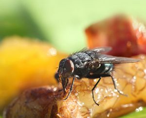 Flies Pest Removal