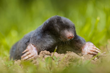 Professional Mole Management, Friendly and Efficient service