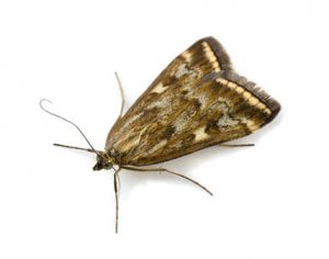 How Do Moths Get In Your House?