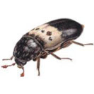 Larder Beetle